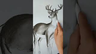 How to draw a deer art of white deer realistic sketch of deer shorts [upl. by Ahsiruam]