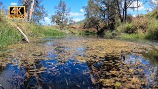 Thin Pondweed Potamogeton australiensis in Habitat [upl. by Dillie]