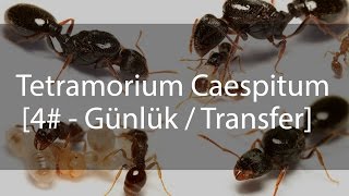 Tetramorium Caespitum Journal  Günlük  4 [upl. by Tnahs]