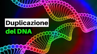 Come si replica il DNA La duplicazione del DNA resa semplice [upl. by Warenne704]