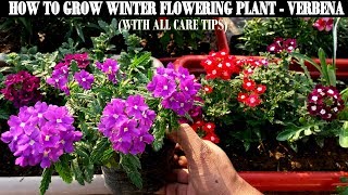 How To Grow Flower Plants At HomeVerbena [upl. by Granniah693]