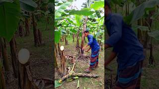 Banana tree cutting scene Ep 956 shorts viral trending [upl. by Millwater]