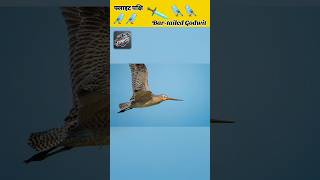 Bar tailed godwit bird 🐦😲😦😯😱facts realfactexpress ytshorts [upl. by Suivart]