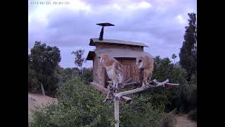 OwletCharli and Finley On the Perch Beautiful Owls Part 1 Owl Box OSC  6523  808 pm [upl. by Mazlack383]