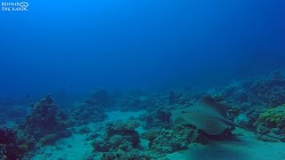 Leopard Whipray Himantura leoparda [upl. by Nashbar]