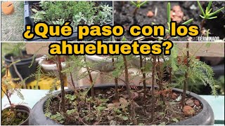 actualización de germinado de ahuehuetes  Bonsai taxodium [upl. by Rolecnahc]