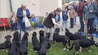 Entlebucher Sennenhunde am Kräuter und Wildpflanzenmarkt in Escholzmatt [upl. by Tybald684]