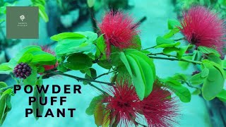 Calliandra plant  Powder puff  Summer plant plant  Care tips and propagation [upl. by Brenton]