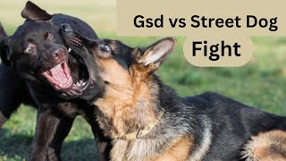 Dog Fight Street Dog Vs German Shepherd Fight 🤬🐶 viral dogfight gsdfight gsdvssreetdogfight [upl. by Aryahay]