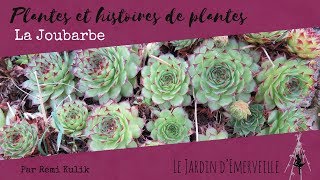 Plantes et histoires de plantes  La Joubarbe [upl. by Kiele282]