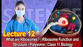 What are Ribosomes  Ribosome Function and Structure  Polysome  Class 11 Biology  Lecture 12 [upl. by Panayiotis]