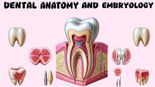 Permanent Maxillary Premolars  Part 2 [upl. by Aspa]