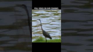 GREY HERON FISHING OUR SHORELINE  COOL  subscribe youtubehighfive [upl. by Olimpia194]