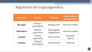 Glucogenólisis Movilización de carbohidratos en hígado y músculo [upl. by Aushoj]