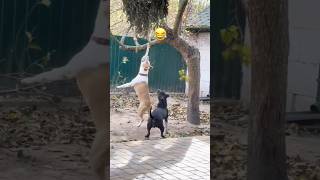 Dog ne laga li फाँसी😲 [upl. by Atinomar]