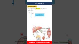 Glycogenolysis break down of glycogen into glucose molecules [upl. by Isola353]