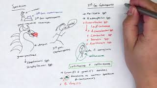 Third Generation Cephalosporins [upl. by Suiradel549]