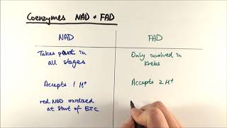 A2 Biology  NAD vs FAD OCR A Chapter 183 [upl. by Cann11]