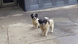 Two exhausted puppies wandered into my yard begging to be here in the freezing winter [upl. by Desireah]