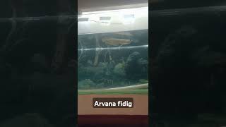 Arvana fish and fidig music beats [upl. by Walkling]