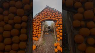 London Hobbledown pumpkin patch pumkinpatch hobbledown octoberinlondon lifeinlondon fallseason [upl. by Utham]