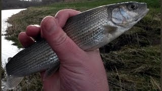 DRUMLANRIG FISHING FOR GRAYLING  FEB 22ND 2014 [upl. by Fleta803]