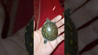 My Turtles 🐢  turtle animals fishing turtles কচ্ছপ shorts [upl. by Miarhpe410]