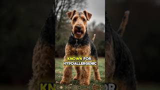 Big Dogs Less Fur Top 5 LowShedding Breeds [upl. by Neemsay]