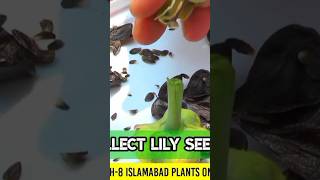 Complete Guide to Cultivating Amaryllis amp Lilies  Green Gateway Nursery H8 Islamabad [upl. by Nyliac]