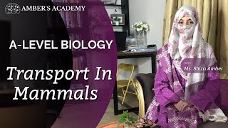 A Level Biology Transport in Mammals  Cambridge 9700  Part 2 [upl. by Ikkiv]