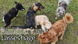 Småhunds tid  Hundparken Lasses hage  hundmys på hög nivå [upl. by Darom]