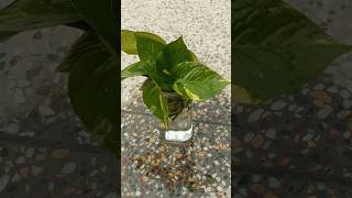 How To Propagate Money Plant In Water  Propagating Money Plant shorts gardening [upl. by Annatnom111]