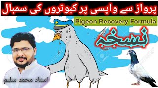 Kabutro ki Perwaz se Wapsi Per Sambhaal واپسی پر سنبھال [upl. by Lyndsie]