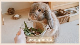 DIY Forage Blends for Rabbits [upl. by Aicilak]