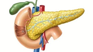 Anatomy of Pancreas BSC NURSING II Medical Surgical Nursing youtubevideos [upl. by Llenna831]