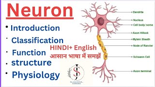 Neuron Nervous system  Anatomy amp Physiology  Hindi English [upl. by Elocaj]