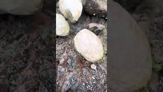 Goonies geology 101 Concretions in mudstone [upl. by Assek285]