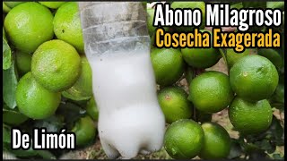 Abono Milagroso hará que Tengas Una Cosecha Exagerada de Limón 🍋 Muy Bueno para el Cuaje de Limón [upl. by Marlen]