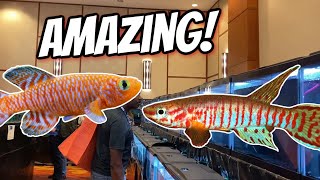 Let’s Look at Some Amazing Killifish at the AKA Killifish Show [upl. by Ibbor920]