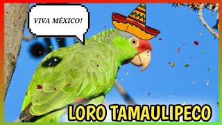 LORO TAMAULIPECO o Coronirroja Hablando 🦜 Cuidados Alimentación [upl. by Junna728]