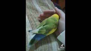 😍😍😍 birds cockatiel budgies parrot viralvideo pets cute funny birdslover love [upl. by Odragde]