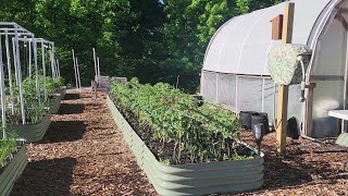 Building Tomato Trellis for Super Long Birdies Raised Garden Bed Lower amp Lean  Part 1 [upl. by Ominorej]