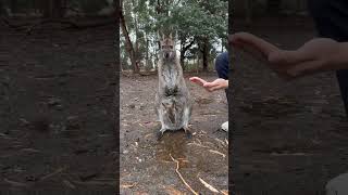 Wallaby Australia wallaby [upl. by Garceau]