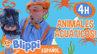 ¡Aprende sobre Animales Acuático  Blippi Español  Videos educativos para niños  Aprende y Juega [upl. by Ysabel13]