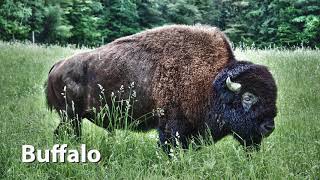 American Buffalo Bison Sounds [upl. by Lunna]