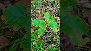 English Oak Quercus robur sapling under Scots Pine Pinus sylvestris Northern Ireland 08112024 [upl. by Babbette314]