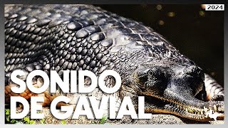 Así suena un gavial ¡Escucha su característico rugido 2024 [upl. by Asylem]