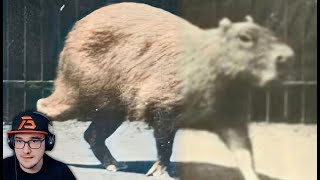 КАПИБАРА ИДЕТ 1887   Eadweard Muybridge photographs a capybara in motion  Реакция на заказ [upl. by Ainnet898]