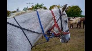 The Largest Horse Fair in Ireland 2023 [upl. by Satterlee]