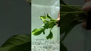 🚨NEW ANUBIAS🚨ANUBIAS HETEROPHYLLA Aquarium Plant For Sale [upl. by Marta]